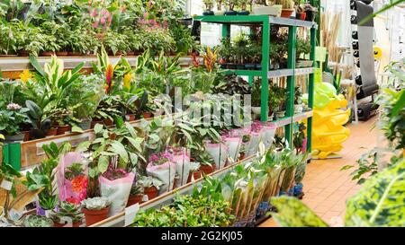 Grande variété de plantes en pot à la maison dans la section jardin de l'hypermarché des matériaux de construction pendant la vente saisonnière. Vente de fleurs et de plantes Banque D'Images