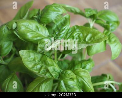Basilic ou basilic thaï ou basilic sucré (nom scientifique Ocimum basilicum) plante Banque D'Images