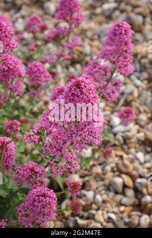 Plantes poussant sur la plage de la côte sud du Royaume-Uni. Banque D'Images