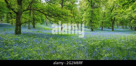 Kinclaven Bluebell Woods - Perthshire Ecosse Banque D'Images