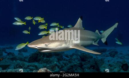 Requin noir (Carcharhinus limbatus) aux Maldives Banque D'Images