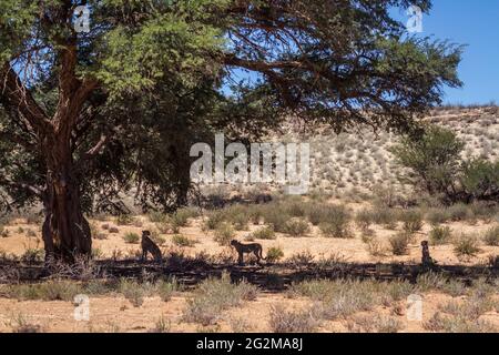 Cheetah femelle et deux petits hidding dans l'ombre de l'arbre dans le parc transfrontier de Kgalagadi, Afrique du Sud ; espèce Acinonyx jubatus famille des Felidae Banque D'Images