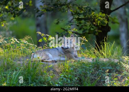 Le loup, Canis lupus Banque D'Images