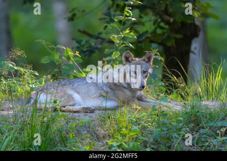 Le loup, Canis lupus Banque D'Images