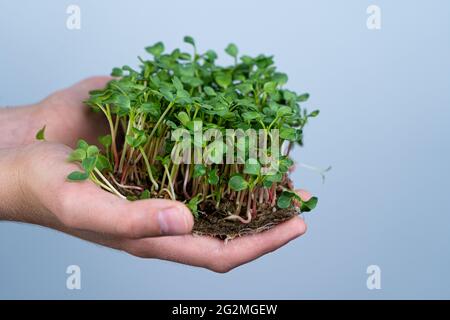 Tenez le micro-vert entre vos mains. Radis, arugula, chou et laitue. Pousses de choux. Jardinage urbain. Nourriture végétalienne biologique. Vitamines utiles. Croissance à Banque D'Images