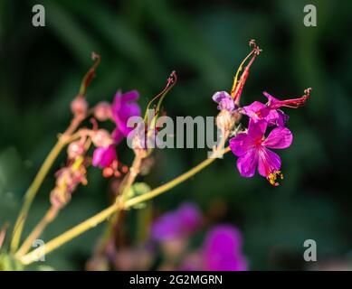 Géranium violet robertianum gros plan de la fleur Banque D'Images
