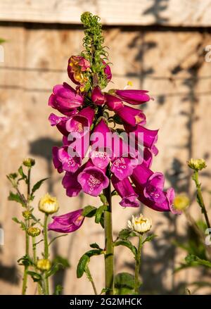 Foxgloves dans un jardin, Malvern Angleterre, Royaume-Uni Banque D'Images