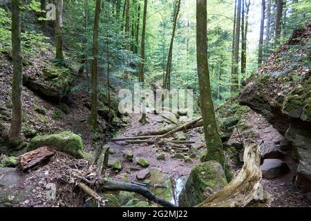 Belle vue sur les rochers de Wolfsschlucht couverts de mousse le long d'un ruisseau séché à Hirsau, en Allemagne Banque D'Images