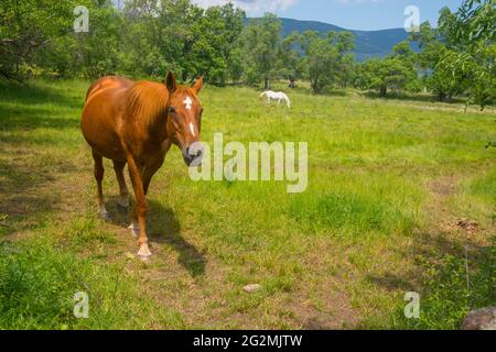 Chevaux dans un pré. Banque D'Images