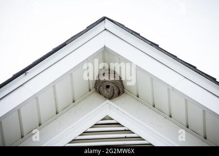 Un grand nid de hornet au sommet d'une maison Banque D'Images