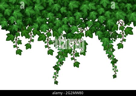Motif feuillage Ivy sans couture sur fond blanc. Feuilles de lierre verte et branches suspendues, mur naturel de plantes. Illustration vectorielle Illustration de Vecteur