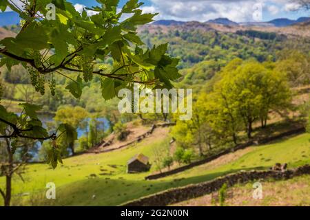 Un Sycamore Tree fleuri le long du sentier de la route Coffin au-dessus de Rydal Water, Lake District, Angleterre Banque D'Images