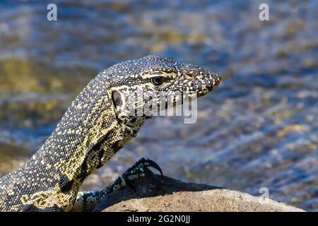 Surveillance de l'eau du Nil Lizard (Varanus niloticus) gros plan de la tête assis sur un rocher dans le parc national Kruger, Afrique du Sud avec un fond flou Banque D'Images