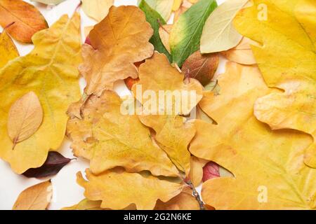 Feuilles colorées d'arbres d'automne sur le sol, vert, jaune, rouge. Photo de haute qualité Banque D'Images