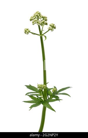 Plante blanche de Valeriana officinalis sur fond blanc Banque D'Images