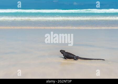 Galapagos Marine Iguana (Amblyrhynchus cristatus) sur la plage de Tortuga, île de Santa Cruz, parc national de Galapagos, Équateur. Banque D'Images