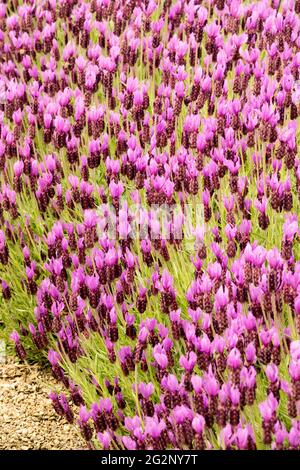 Jardin de lavande à la française Lavandula stoechhas 'papillon' petites fleurs violettes à longues tiges, à la frontière du jardin Banque D'Images