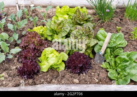 Herbes et légumes - kohlrabi, laitue, épinards et ciboulette - poussant dans un potager en bois / jardinière d'herbes avec une truelle Banque D'Images