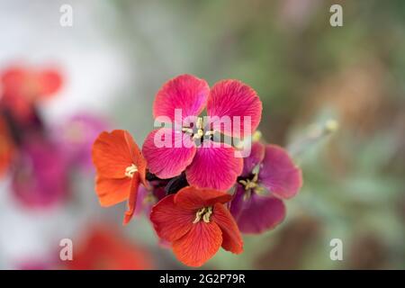 Les coseuses d'Erysimum (nom commun Wallflower) 'Red JEP' sont des plantes à fleurs de la famille des Brassicaceae avec 4 fleurs pétermées. Autriche Banque D'Images