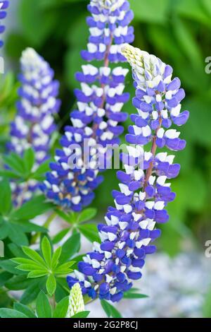 Lupinus (ou Lupin, Lupin, Bluebonnet) 'King Canute' aux pétales bicolores bleu foncé et blanc, floraison en juin en Basse-Autriche Banque D'Images