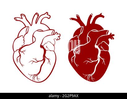Cœur humain. Cœur anatomique réaliste, dessin au trait, illustration vectorielle. Illustration de Vecteur
