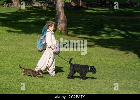 Jérusalem, Israël - 3 juin 2021 : une femme marchant ses deux chiens dans un parc de Jérusalem, Israël, un jour ensoleillé. Banque D'Images