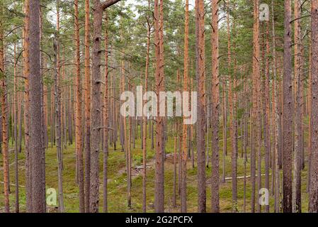Forêt de pins dans le district de Vyborg, à la frontière de la Russie et de la Finlande. Banque D'Images