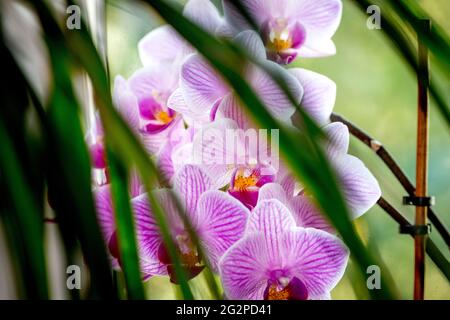 Moth Orchid in Bloom Banque D'Images