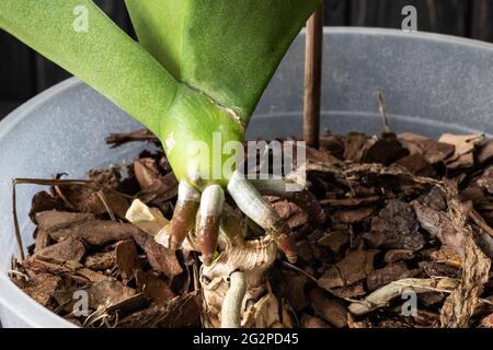 Racines Et Feuilles Vertes D Une Plante Orchidee Sans Fleurs Soin Des Plantes Exotiques A La Maison Placer Pour Le Texte Photo Stock Alamy