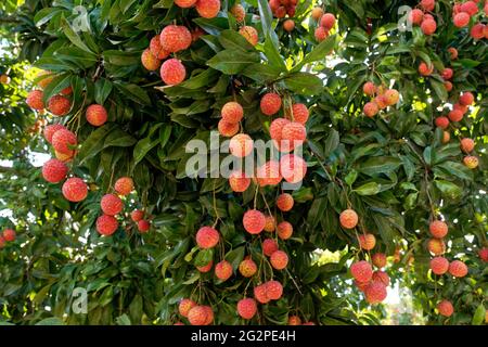 litchi chinois, litche de fruits accrochée à la lumière du jour d'un arbre Banque D'Images