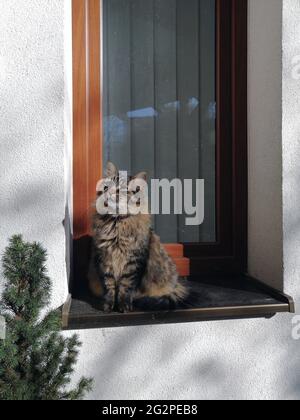 Joli chat moelleux assis sur la fenêtre Banque D'Images