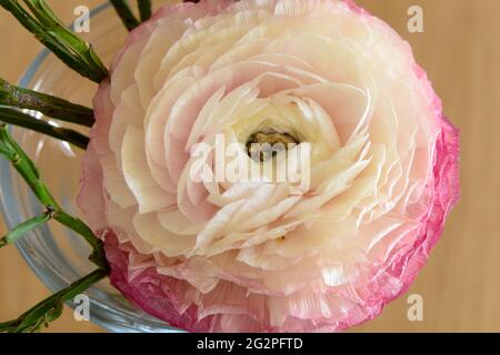 Ranunculus rose (Ranunculus asiaticus) Banque D'Images