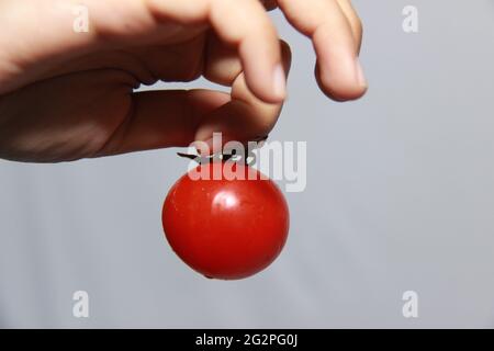 main femelle tenant des tomates rouges fraîches. Les tomates fraîches récoltées sont prêtes à être cuites ou vendues sur le marché. Fruits et légumes frais isolés sur wh Banque D'Images