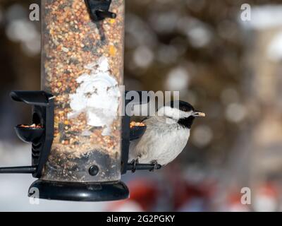 Ce mignon petit Chickadee de Caroline est en train de profiter d'un nugget de la cour arrière et a une graine dans sa bouche. Cet oiseau avec un sphérique distinctif Banque D'Images