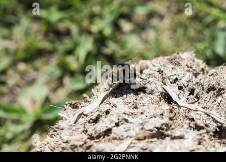 Narcisse mouche (Merodon equestris) Banque D'Images