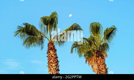 Vue sur les palmiers dans la station de vacances, ciel bleu clair avec lune au-dessus Banque D'Images