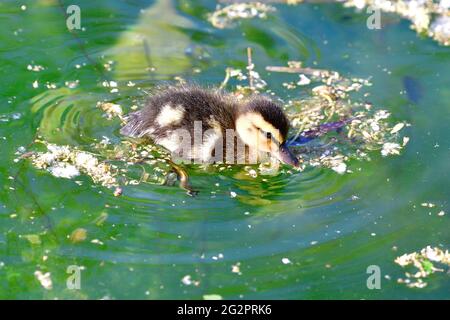 Le jeune canard colvert (Anas platyrhynchos) nage dans un étang Banque D'Images