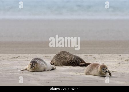 Trois phoques communs se prélassant au soleil sur un banc de sable dans la mer des Wadden Banque D'Images