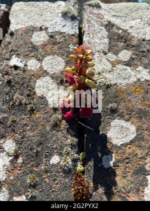 Umbilicus rupestris, le navelwort, penny-pies ou pennywort mur, penny wort est une plante florale, vivace, comestible dans la famille de la stonecrop Banque D'Images