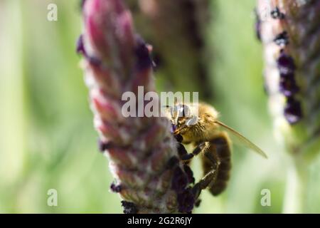APIs mellifera, abeille européenne se nourrissant sur une tête de Lavendula stoechhas luci violet, lavande française en été UK Banque D'Images