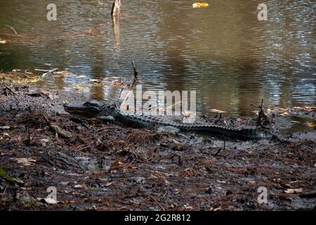 Un petit alligator se pose sur les rives d'un marécage Banque D'Images