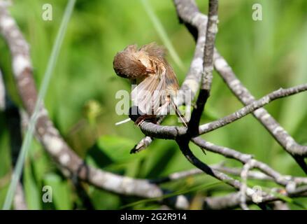 Fairy-wren à dos rouge (Malurus melanocephalus melanocephalus) femelle/immature préening sous aile sud-est Queensland, Australie Novembre Banque D'Images