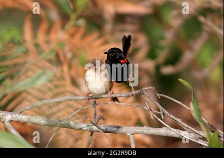 Paire de Fairy-wren à dos rouge (Malurus melanocephalus melanocephalus) perchée tout près du sud-est du Queensland, en Australie Février Banque D'Images