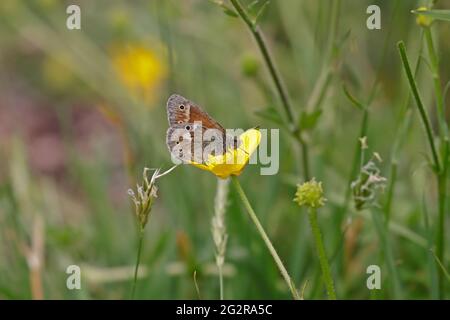 Grand Heath Butterfly se nourrissant sur une coupe de beurre au pays de Galles au Royaume-Uni Banque D'Images