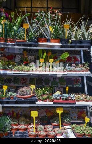 Gros plan d'une sélection de plantes succulentes exposées à l'extérieur du marché oriental dans le centre-ville de Gênes, Ligurie, Italie Banque D'Images