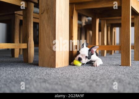 Le chiot du petit Boston Terrier tient un jouet miniature de balle de tennis dans sa bouche pendant qu'elle se serre sous le fond d'un cadre de chaise en bois. Banque D'Images