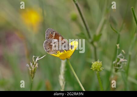 Grand Heath Butterfly se nourrissant sur une coupe de beurre au pays de Galles au Royaume-Uni Banque D'Images