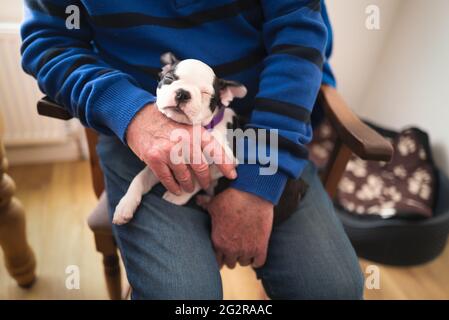 Boston Terrier chiot étant tenu tendinement sur les genoux d'un homme âgé qui est assis. Le chiot dort. Banque D'Images