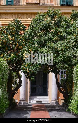 Gros plan de l'entrée d'un ancien palais avec des arbres de medlar chargés de fruits sur les côtés de la porte, Gênes, Ligurie, Italie Banque D'Images