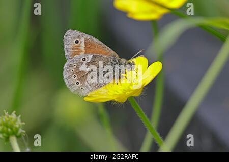 Grand Heath Butterfly se nourrissant sur une coupe de beurre au pays de Galles au Royaume-Uni Banque D'Images